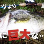 バス釣り　デカいの釣って喜んでたら巨大な魚にルアーを引きちぎられた・・