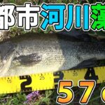 【バス釣り】阪神大都市河川藻川で巨大ブラックバス！（５７.５ｃｍ）モガミバイブ