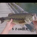 アメリカのバス釣りは巨大ブラックバスだらけ Bass Fishing with Wacky Worms for 5lb Bass