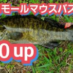 yasu 50アップ！ブラックバス釣り2017年6月BIG BASS FISHING利根川水系