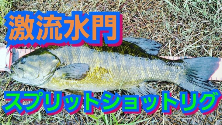 yasu 激流水門スピニングタックルで攻略！川スモールマウスバス釣り2017年8月bass fishing利根川