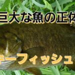 yasu 巨大魚の正体は？新釣り方/ブラックバス釣り川スモール2017年8月bassfishing