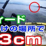 【バス釣り】ウィードだらけの場所で５３ｃｍのブラックバスが釣れた！琵琶湖