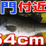 【バス釣り】水門付近で５４ｃｍのブラックバスが釣れた！琵琶湖