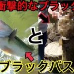 【バス釣り】衝撃的なグロテスクブラックバスが釣れた