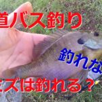 柴山沼で邪道なバス釣り！ミミズでバスは釣れる？釣れない？