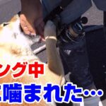 秋イカ釣りに行ったら犬に噛まれた