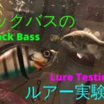 ブラックバスのルアー実験 パート１ Lure Testing Largemouth Bass in a Fishtank
