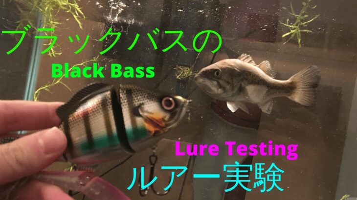 ブラックバスのルアー実験 パート１ Lure Testing Largemouth Bass in a Fishtank