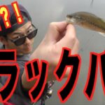 湘南でブラックバス！釣れる！釣れる！バス釣りにハマる？！？！