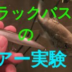 ブラックバスのルアー実験トップウオーター Lure Testing Pet Largemouth Bass Topwater Lures Pepperchan