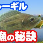 【魚図鑑　ブルーギル】初心者釣り方紹介！ルアーでブラックバスと狙う！フライでも釣れる？