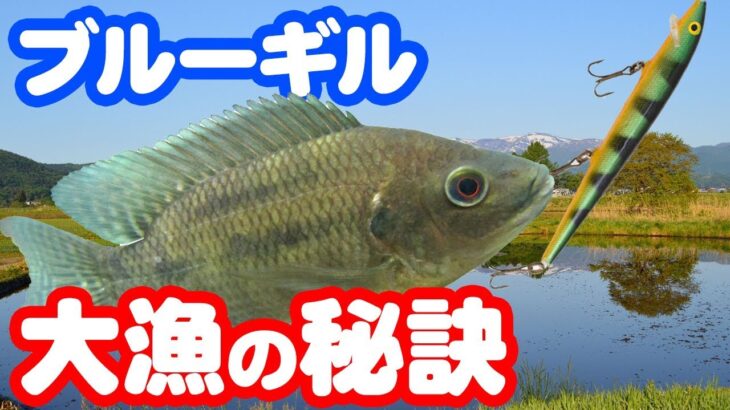 【魚図鑑　ブルーギル】初心者釣り方紹介！ルアーでブラックバスと狙う！フライでも釣れる？