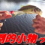 まったりブラックバス釣り釣行in鹿児島県。清浦ダム・藺牟田池編。