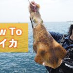 真夏のエギング攻略 ～夏イカの釣り方～