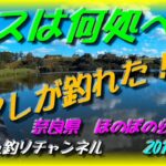 ブラックバスは何処へ？ なんとアレが釣れた！？　ルアーフィッシング　奈良県　ほのぼの公園