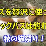 ミミズを贅沢に使ったら、ブラックバスは釣れる？【秋の猫祭り！】