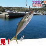 イカが貪り食う不気味な泳がせ釣り仕掛け(509話目)