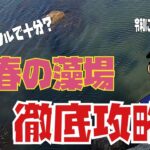 【秋田シーバス釣り】ライトタックルで十分？春の藻場徹底攻略！