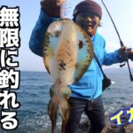 イカが無限に釣れる？イカのパラダイス！！