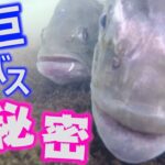 【巨バス ネスト】浮気性のオスバスのネストを覗いてみたら、やっぱり・・・！ブラックバス産卵