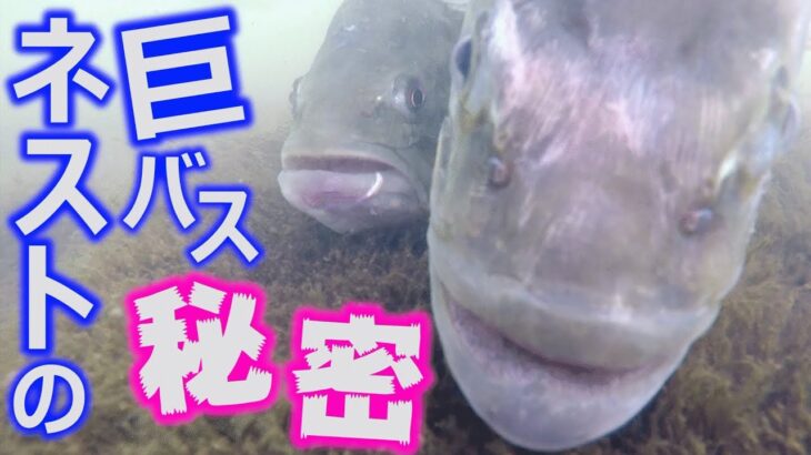 【巨バス ネスト】浮気性のオスバスのネストを覗いてみたら、やっぱり・・・！ブラックバス産卵