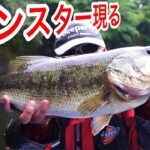 関東で５５アップのブラックバスの釣り方 #バス釣り #シマノ #カルカッタコンクエストDC200