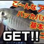 爆釣アジ釣り