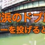 都会のドブ川にルアーを投げると・・・         都内 神奈川 横浜 シーバス釣り ルアー釣り バス釣り