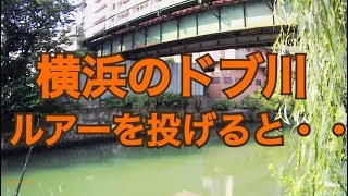 都会のドブ川にルアーを投げると・・・         都内 神奈川 横浜 シーバス釣り ルアー釣り バス釣り