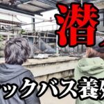 【激震】ブラックバス養殖業者に潜入【外来魚】