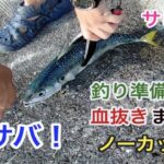 【大サバ】サビキで大サバが爆釣！？