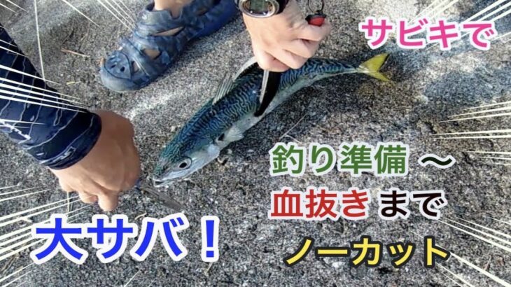 【大サバ】サビキで大サバが爆釣！？