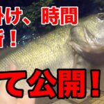 【福岡】大濠公園 バス釣り！ブリブリに太ったブラックバスが釣れました！