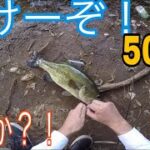 ブラックバス釣り 第2弾 ついに50アップか？！ 千葉野池編