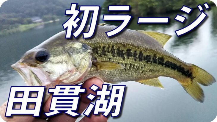 【田貫湖 バス釣り】初めてラージ（ブラックバス）をキャンプ場で釣りました　【ヒジリ釣行記】