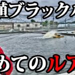 【興味】ブラックバス養殖池にルアーを投げてみると・・【外来魚】