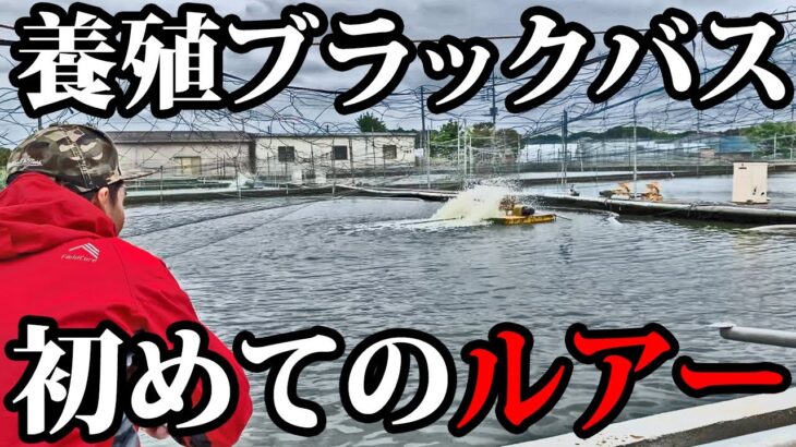 【興味】ブラックバス養殖池にルアーを投げてみると・・【外来魚】