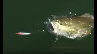 ブラックバスがルアーを丸飲みする瞬間