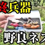 秘蔵の野良ネズミBOX公開！スレたバスが本能剝き出す！【霞ヶ浦/バス釣り】