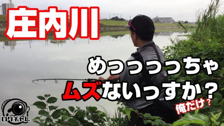 【バス釣り 庄内川 愛知】庄内川にバスはいない。と、思うほど難しかった・・。