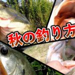 【秋のバス釣り】誰でも簡単!!おかっぱりで秋のバスフィッシング講座!！in大江川