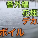 花畑運河のボイル発生 ブラックバス釣り