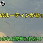 【バス釣り】捕食前の行動を理解すると簡単に釣れる説！