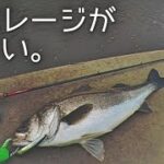 流れの中の良型シーバス【シーバス釣り】