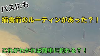 【バス釣り】捕食前の行動を理解すると簡単に釣れる説！