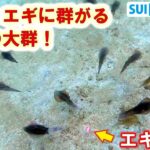 水中エギング覚醒！？エギに無数のアオリイカが群がる！！