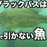 「ブラックバスは引かない魚？」晩酌しながらバス釣り雑談生トーク！