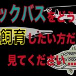 【バス釣り】ブラックバスを飼育してみたい方は見てください。