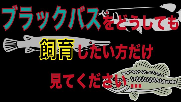 【バス釣り】ブラックバスを飼育してみたい方は見てください。